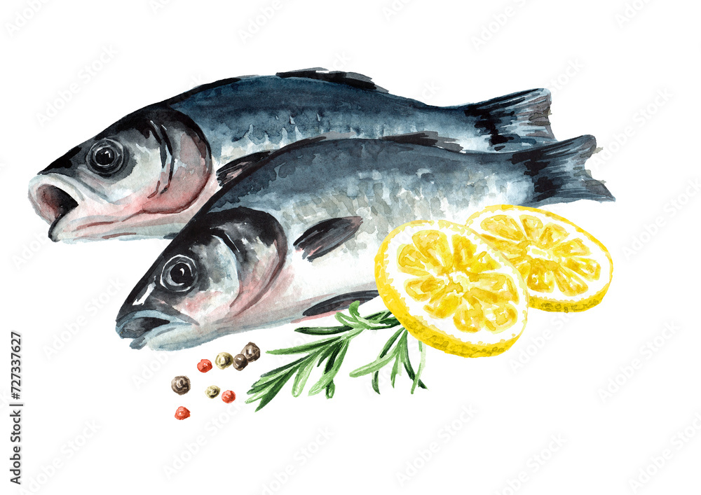 Fresh fish sea bass. Hand drawn watercolor illustration, isolated on white background Fresh fish sea bass. Hand drawn watercolor illustration, isolated on white background