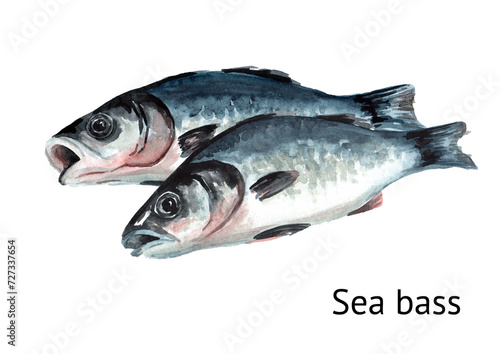 Fresh live swimming fish Sea bass. Hand drawn watercolor illustration, isolated on white background