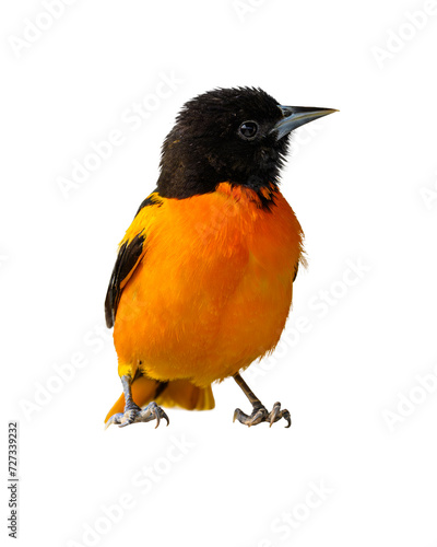 Φωτογραφία A Baltimore Oriole isolated on a white background