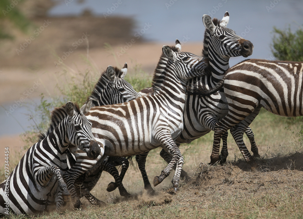 Fototapeta premium Zebras and wildebeest during migration from Serengeti to Masai Mara in Kenya