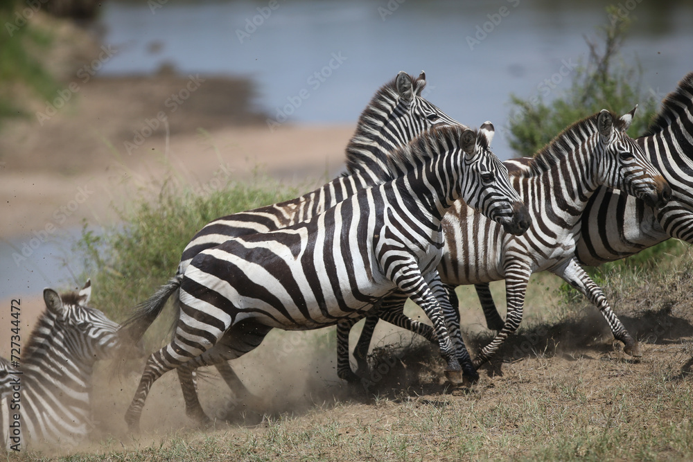 Zebras and wildebeest during migration from Serengeti to Masai Mara in Kenya Zebras and wildebeest during migration from Serengeti to Masai Mara in Kenya