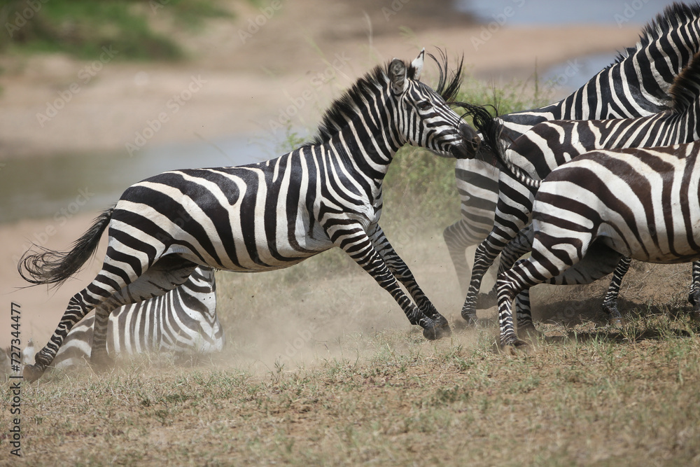 Fototapeta premium Zebras and wildebeest during migration from Serengeti to Masai Mara in Kenya