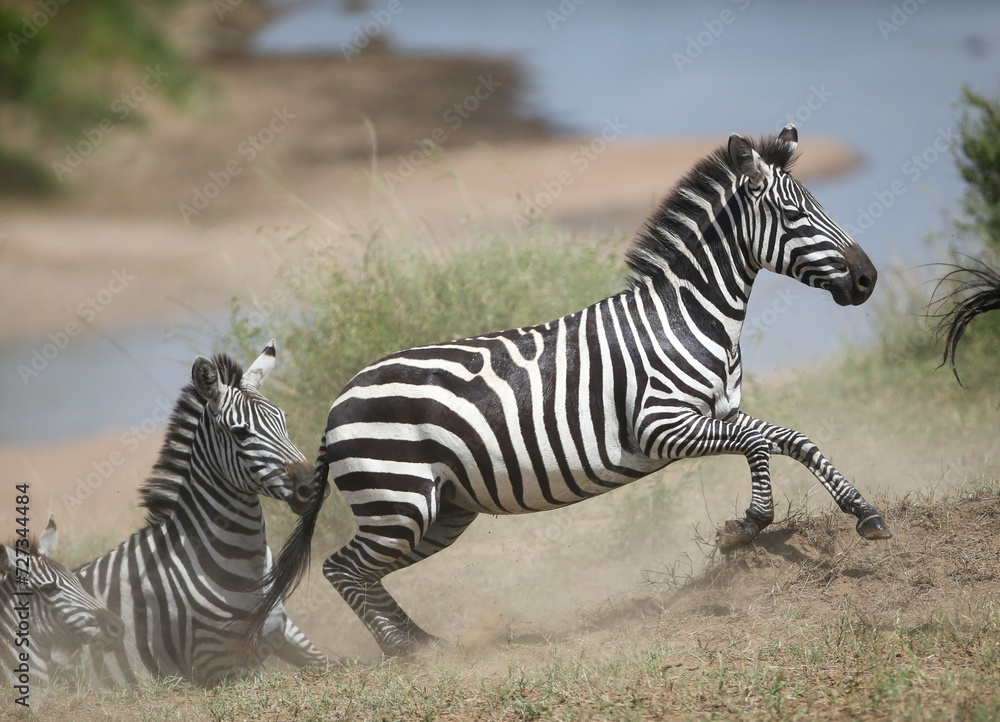Obraz premium Zebras and wildebeest during migration from Serengeti to Masai Mara in Kenya