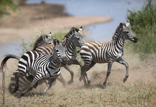 Zebras and wildebeest during migration from Serengeti to Masai Mara in Kenya