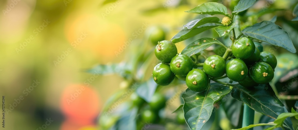 Green pepper is exceptionally beneficial for human well-being. Green pepper is exceptionally beneficial for human well-being.