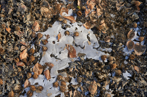 frozen puddle in the forest with dry leaves and beech seeds
