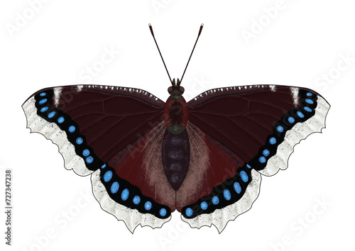 Digital illustration of the butterfly Nymphalis antiopa, known as the mourning cloak or the Camberwell beauty on a transparent background photo