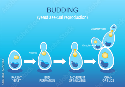 Budding. Yeast Asexual reproduction. Fungi photo