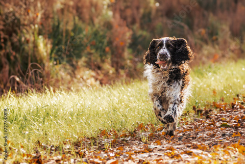 Obraz na płótnie english springer spaniel
