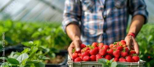 Unidentified farmer in casual wear with a crate of newly harvested strawberries. Close-up of strawberry plants in greenhouse. Organic fruit cultivation.