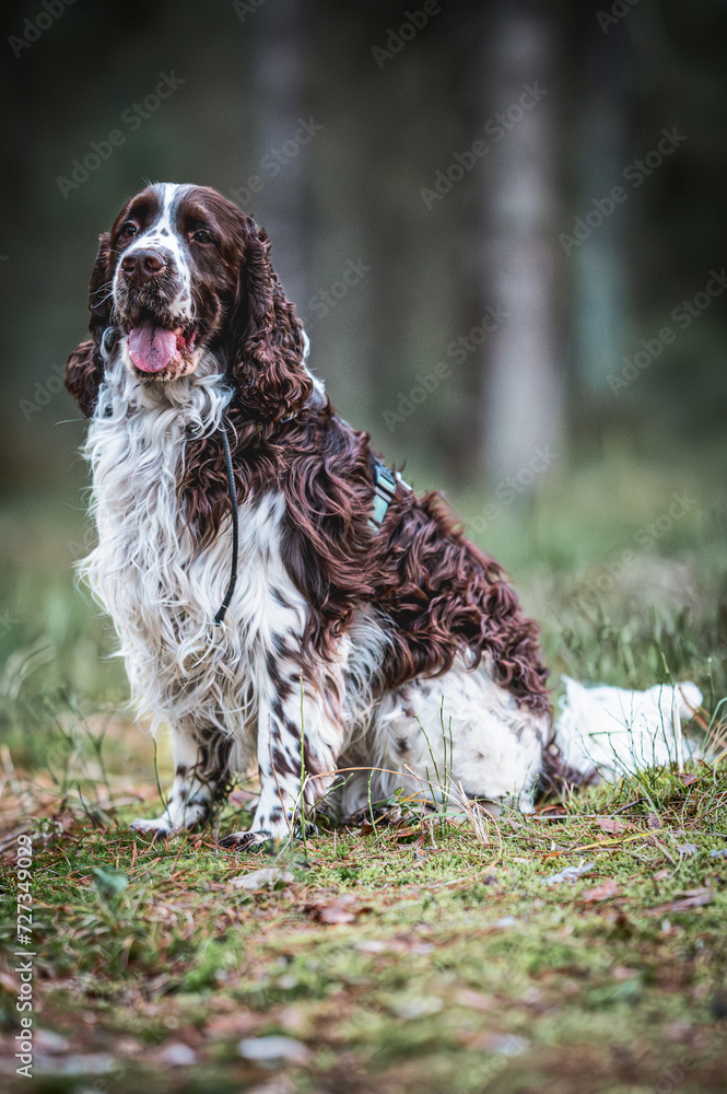 english springer spaniel english springer spaniel