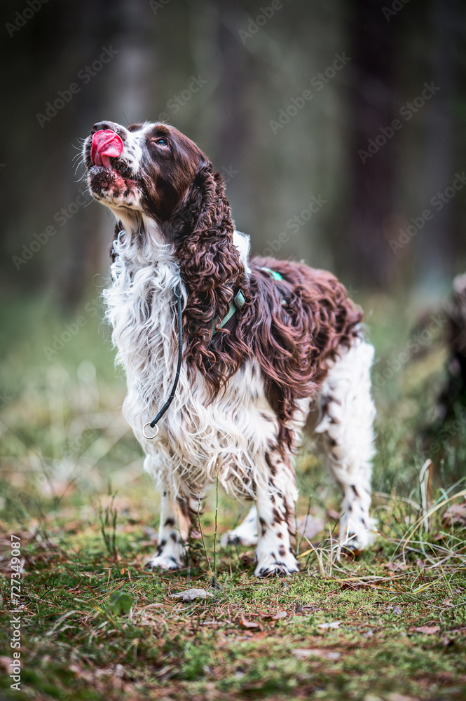 english springer spaniel english springer spaniel