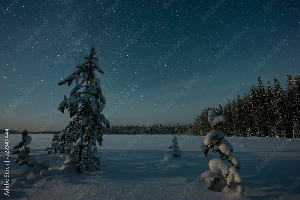 Dark sky full of shiny stars in winter forest at night