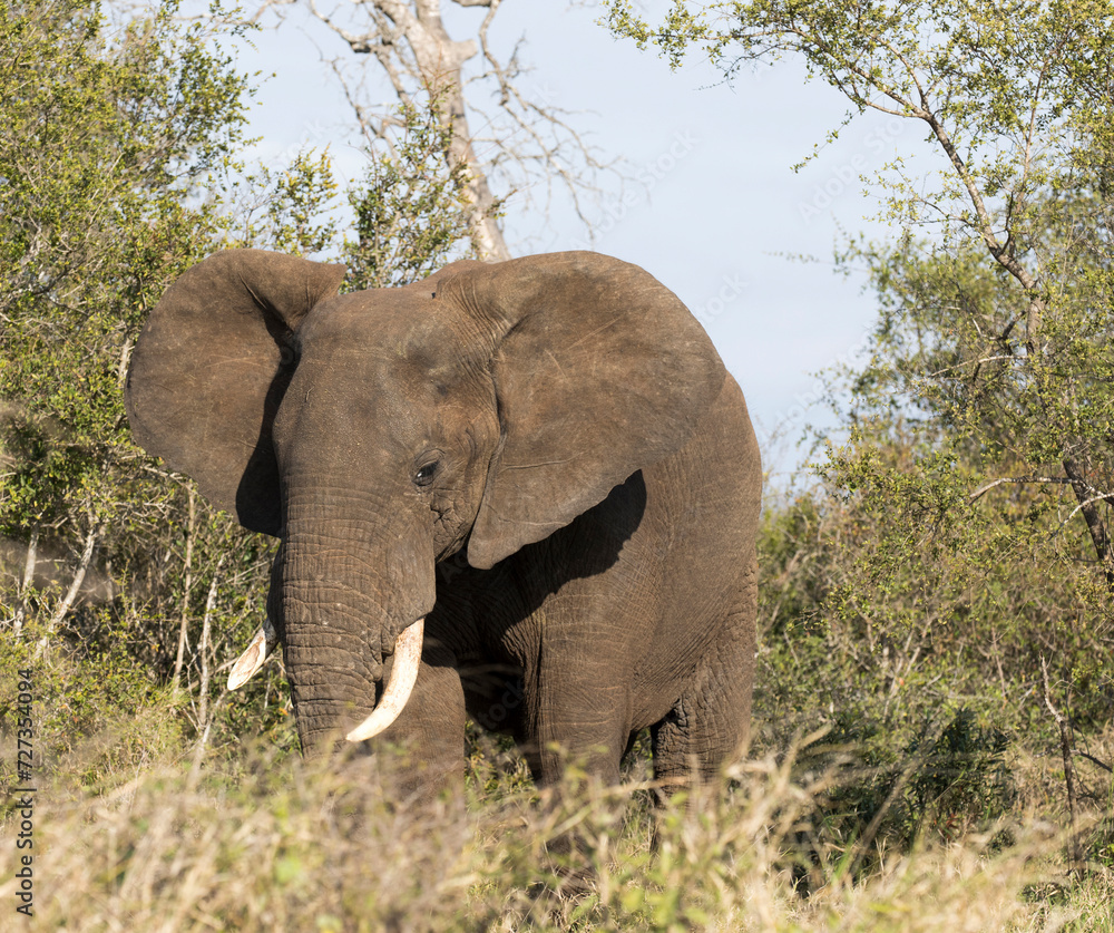 Fototapeta premium A close view of african elephant
