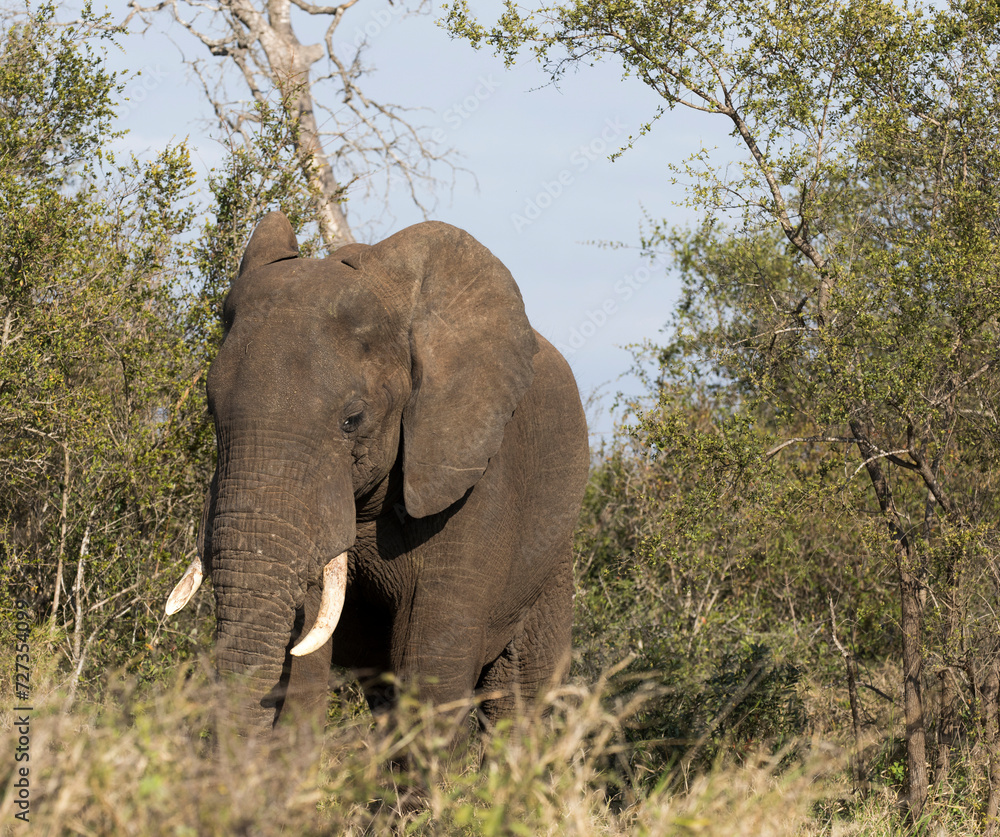 Fototapeta premium A close view of african elephant