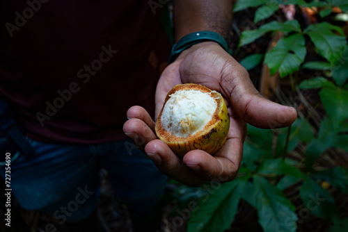 Fruto do Bacurí na comunidade Limão do Curuá, rio Amazonas, Brasil photo