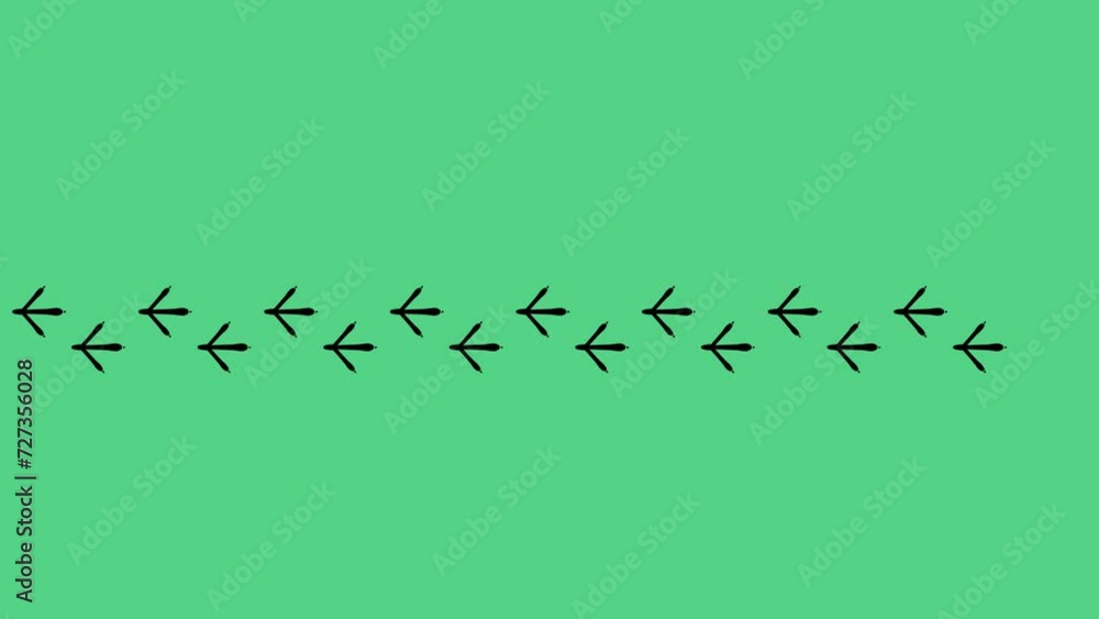 Hen Footstep walking in a straight line from different sides on green ...