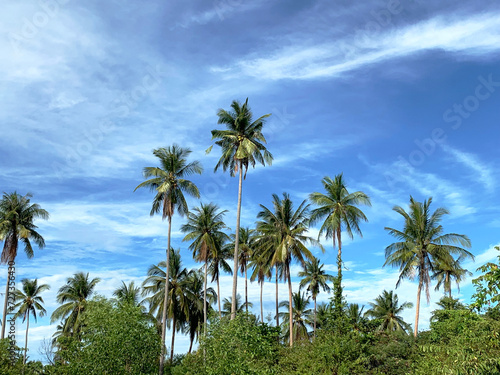 Idyllic landscape: sea, palm trees and endless sky. The photo conveys the tranquility and beauty of the tropical coastline, nature in its splendour