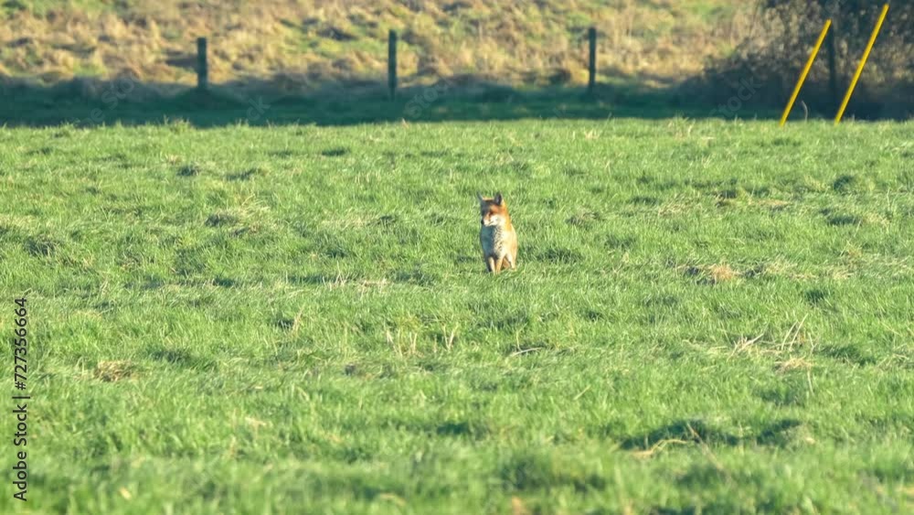 a wild fox (Vulpes vulpes) searching for food in a grass field a wild fox (Vulpes vulpes) searching for food in a grass field