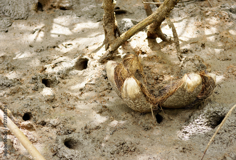 Mud holes for crabs in mangroves, Ilha Atalaia, Canavieiras, Bahia, Brazil, South America. Mud holes for crabs in mangroves, Ilha Atalaia, Canavieiras, Bahia, Brazil, South America.