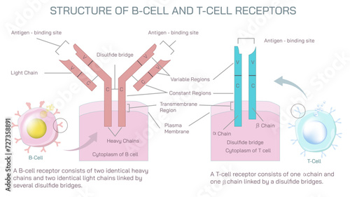Antibodies are produced by the immune system in response to antigens vector illustration. Complementary binding sites on the Ab and on the Ag molecules. The differences between antigen and antibody.