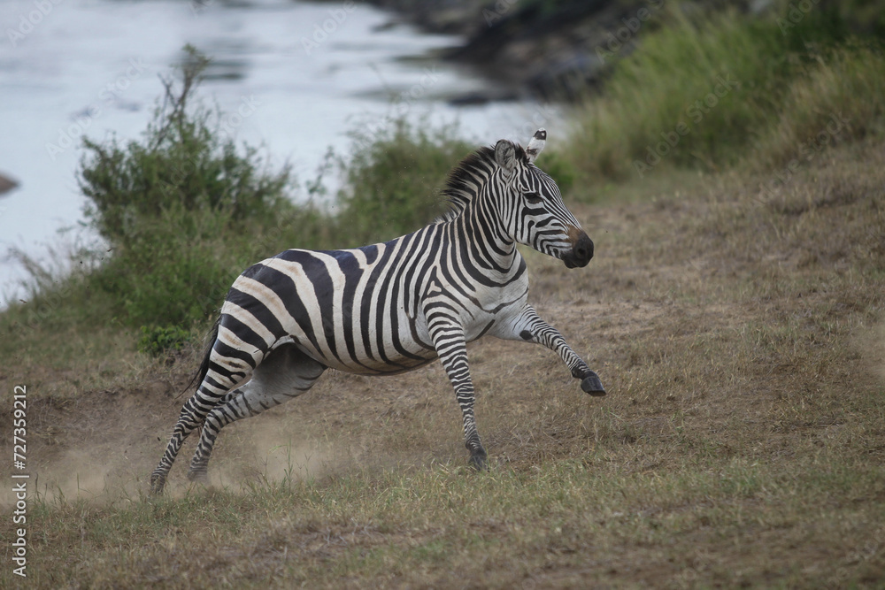 Fototapeta premium Running zebra during the great migration. Kenya