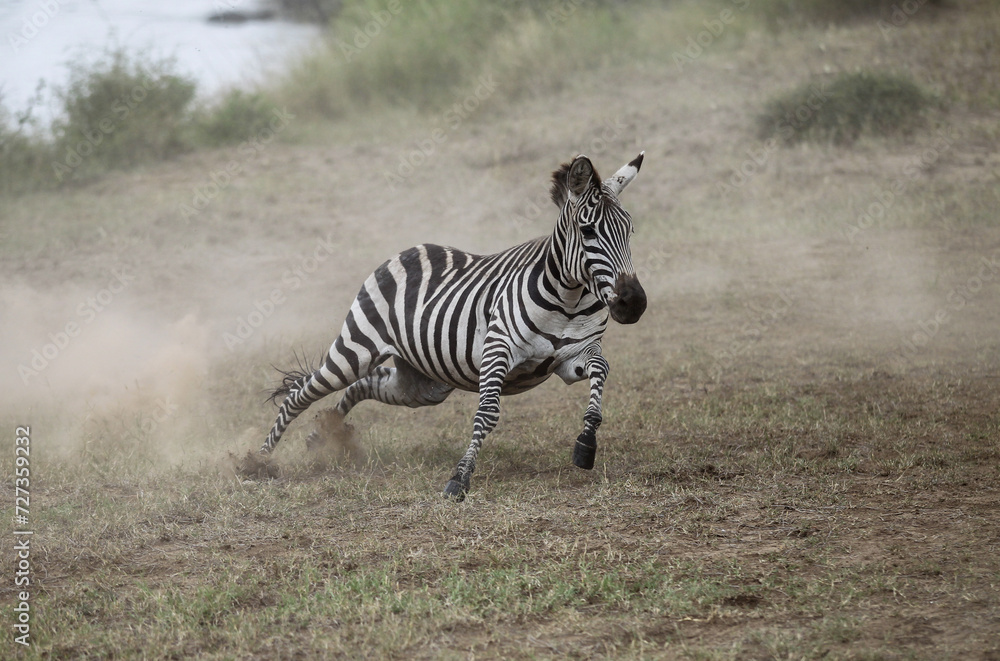Naklejka premium Running zebra during the great migration. Kenya