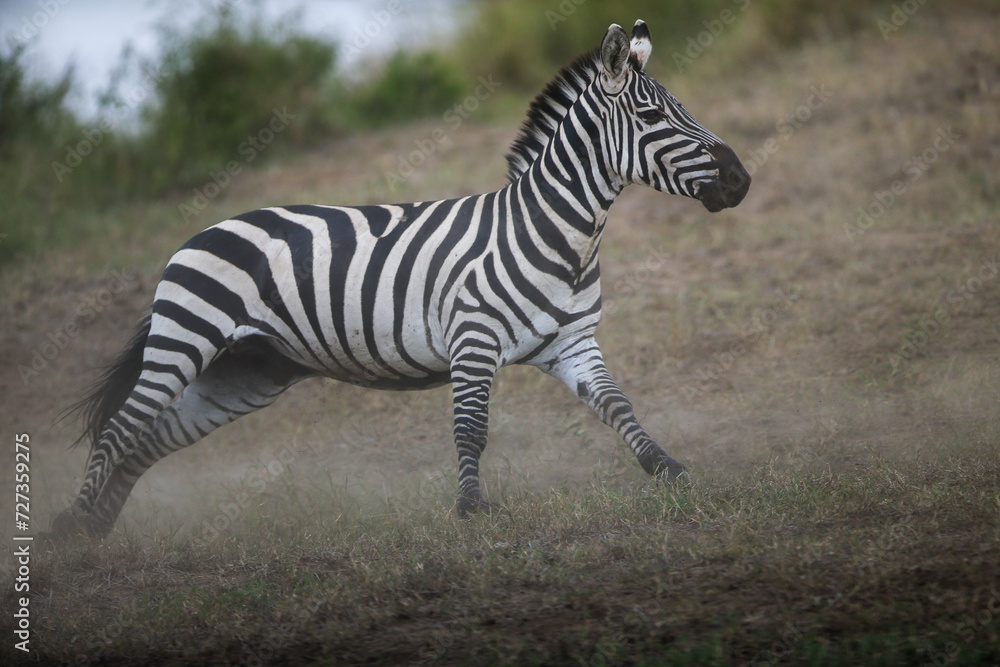 Running zebra during the great migration. Kenya Running zebra during the great migration. Kenya