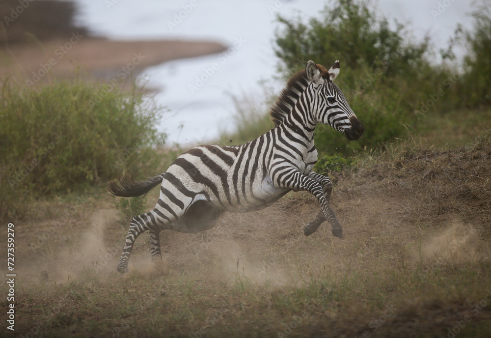 Running zebra during the great migration. Kenya Running zebra during the great migration. Kenya