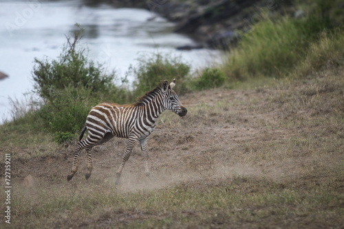 Running zebra during the great migration. Kenya