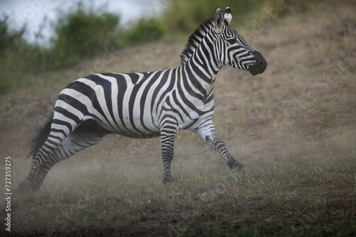 Running zebra during the great migration. Kenya