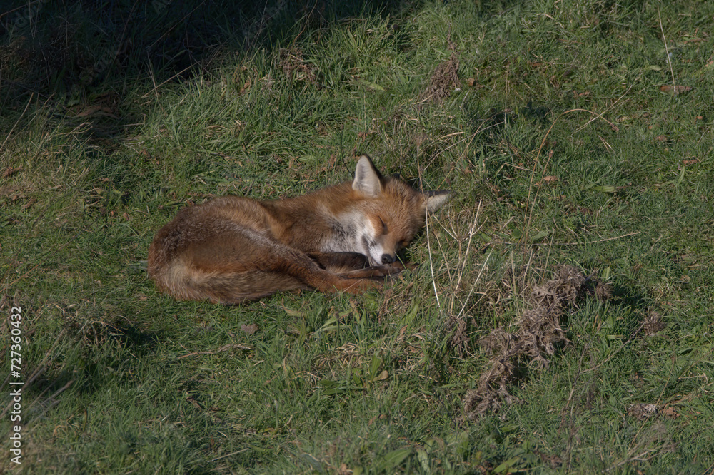 Obraz premium Sleeping Fox