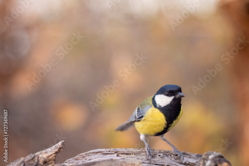 Great Tit (Parus major) in my garden, birdgardening.