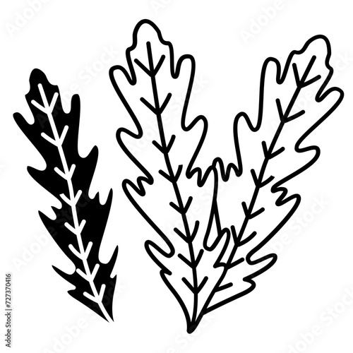 Arugula glyph and line vector illustration