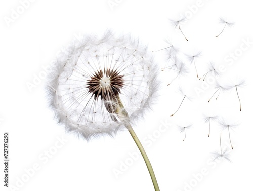 Wallpaper Mural Dandelion with Seeds Blowing Change and Renewal Isolated on White Background AI Generated Torontodigital.ca