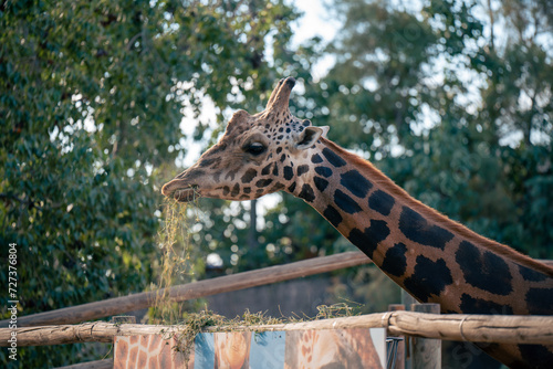 Sticker close up of a giraffe