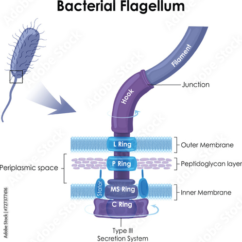 Bacterial flagellum is a tail-like structure that helps bacteria move. Bacteria are single-celled organisms without a nucleus.