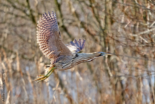 Foto Eurasian bittern (Botaurus stellaris)
