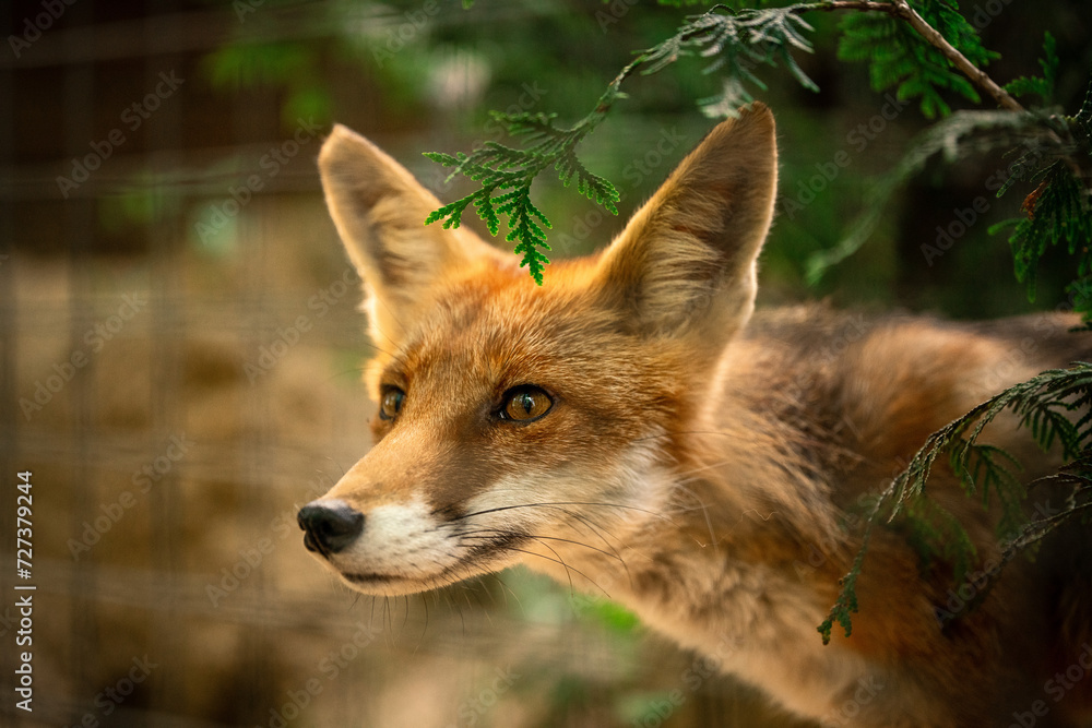Fototapeta premium red fox looking through a fence
