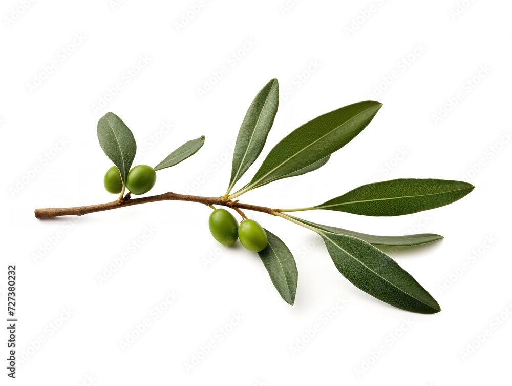 Olive Branch Symbol of Peace and Harmony Isolated on White Background AI Generated Olive Branch Symbol of Peace and Harmony Isolated on White Background AI Generated