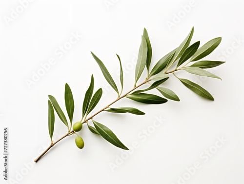 Olive Branch Symbol of Peace and Harmony Isolated on White Background AI Generated