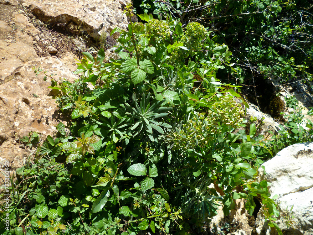 Obraz premium Waysides