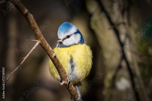 Blaumeise auf Ast, Meise mit hellen bunten Federn, dunkler Hintergrund, braunes Auge, blaue gelbe Federn © Marc