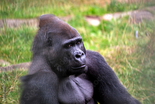 Western Lowland Gorilla (Gorilla gorilla gorilla) in Central Africa © fluffandshutter