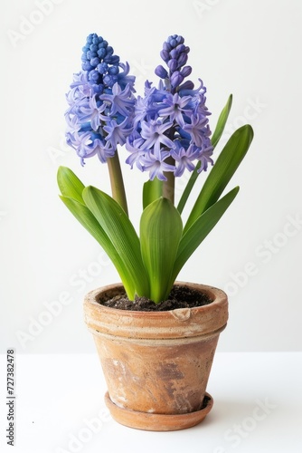 Blue blooming hyacinth in a flower pot.