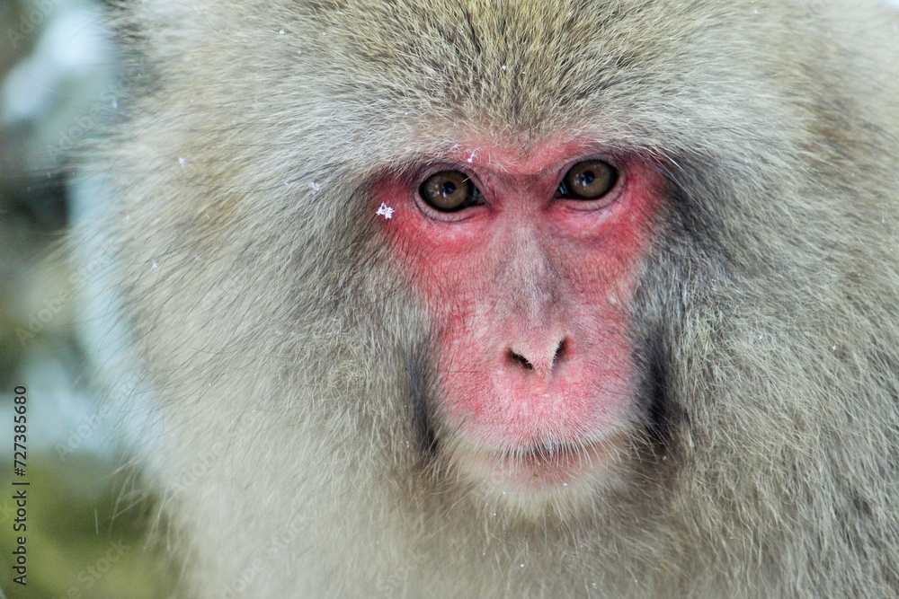 Japanese snow monkey micro/close up face eye contact near Nagano, Japan Japanese snow monkey micro/close up face eye contact near Nagano, Japan