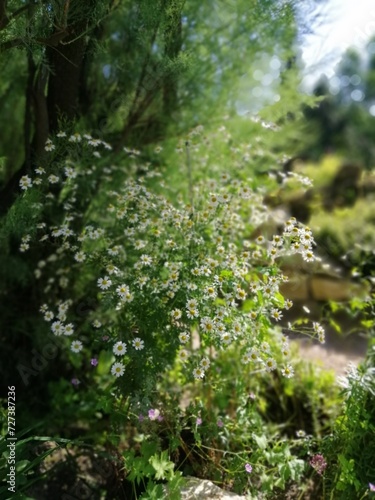 A tall fluffy bush with many small Matricaria chamomilla flowers in a summer garden on a blurred background. Floral Wallpaper