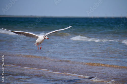 Grey seagull flying over the sea  close-up  wingspan  birds in the wild  background  vacation