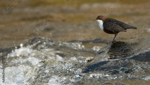 European or white-throated dipper (Cinclus cinclus) perches on a rock in the river, Perthshire, Scotland. 