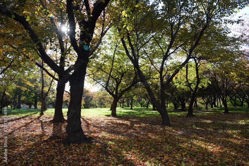 Naklejka premium Trees in autumn. Flushing Meadows-Corona Park, Queens NY.